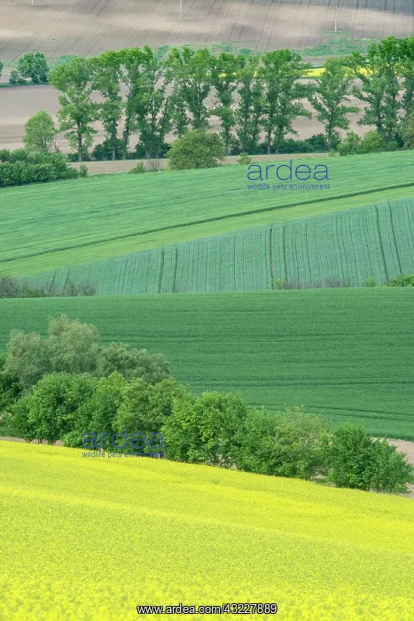 : Czech Republic, Moravia, Spring Farm Fields : Czech Republic, Moravia, Spring Farm Fields