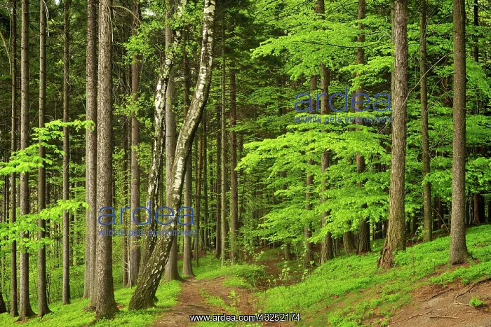 : Czech Republic, North Moravia, Beskydy : Czech Republic, North Moravia, Beskydy