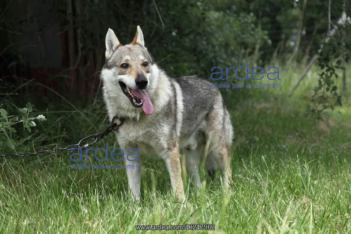 : Czechoslovakian wolfdog attached to a chain : Czechoslovakian wolfdog attached to a chain