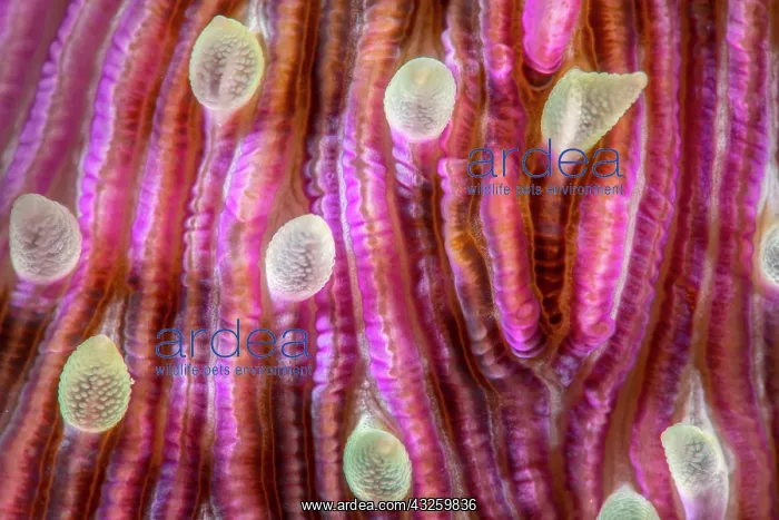 : D&, x9d21;il of Mushroom Coral (Fungia scutaria) : D&, x9d21;il of Mushroom Coral (Fungia scutaria)