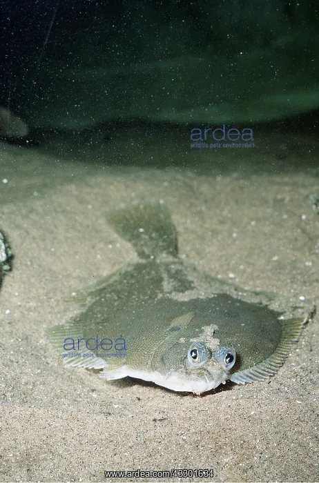  : DAB - flatfish