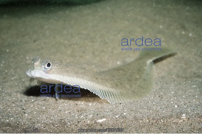 : DAB - FLATFISH : DAB - FLATFISH