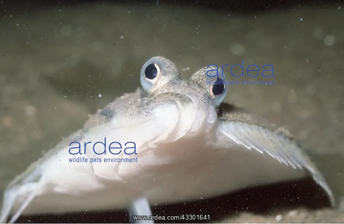 : DAB - FLATFISH : DAB - FLATFISH