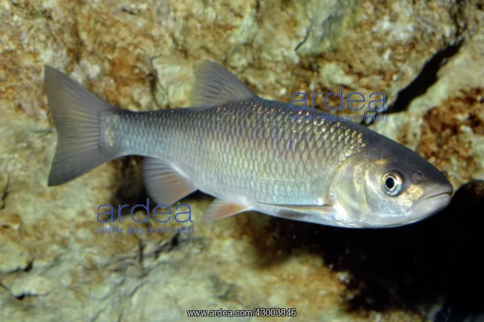  : Dace European freshwaters