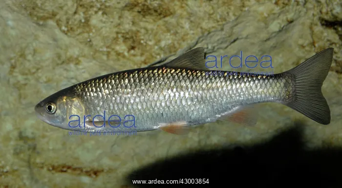  : Dace European freshwaters