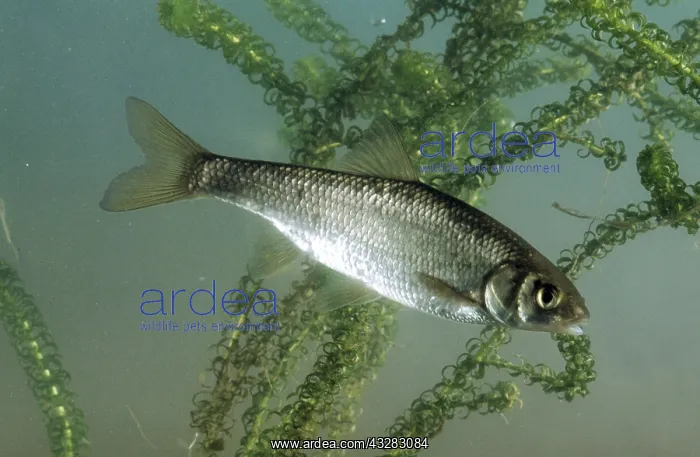 : DACE FISH : DACE FISH