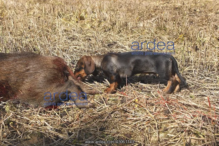 : Dachshund biting a boar death Franche-Comte France : Dachshund biting a boar death Franche-Comte France