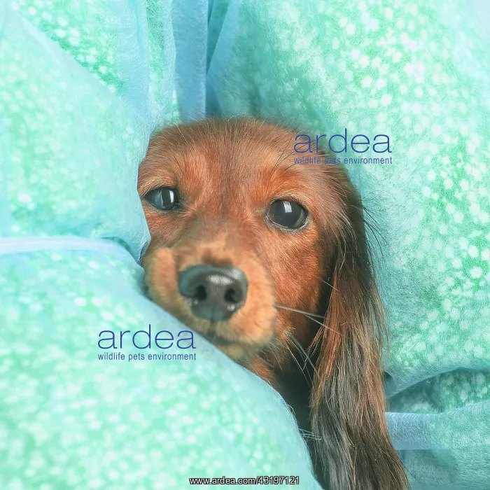 : Dachshund dog indoors : Dachshund dog indoors