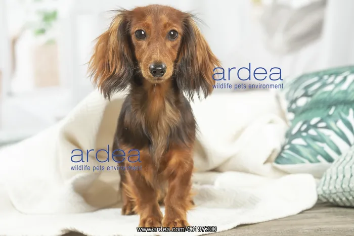 : Dachshund dog indoors : Dachshund dog indoors