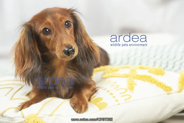 : Dachshund dog indoors : Dachshund dog indoors