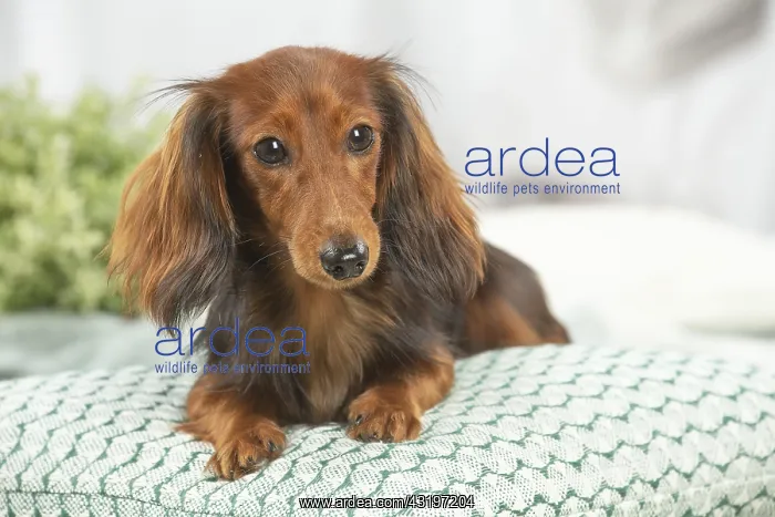: Dachshund dog indoors : Dachshund dog indoors