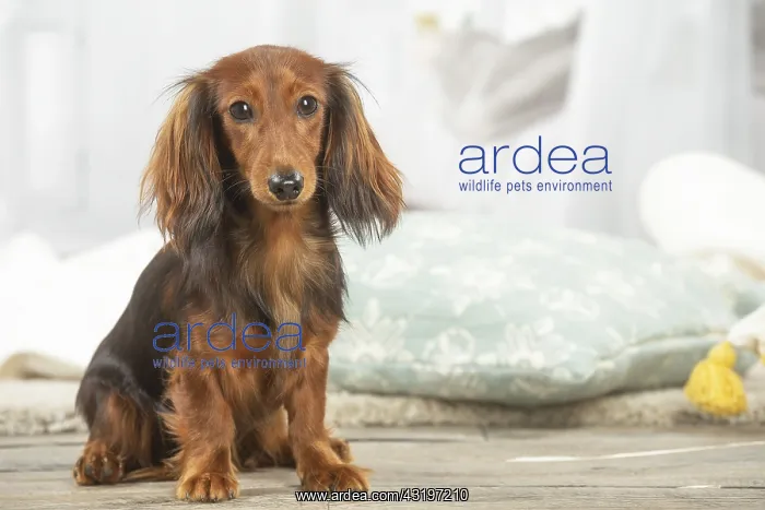 : Dachshund dog indoors : Dachshund dog indoors