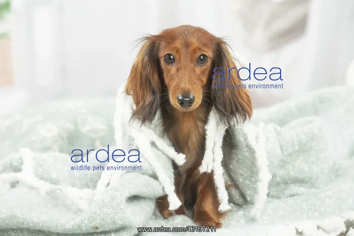 : Dachshund dog indoors : Dachshund dog indoors