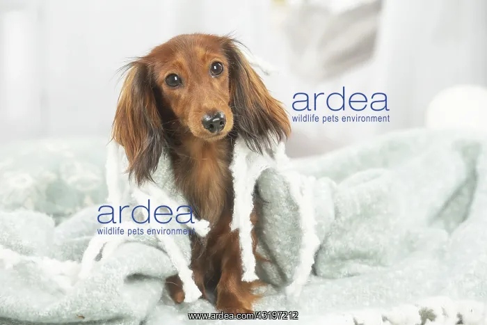 : Dachshund dog indoors : Dachshund dog indoors