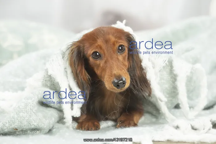 : Dachshund dog indoors : Dachshund dog indoors