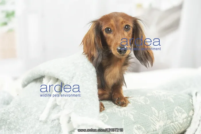 : Dachshund dog indoors : Dachshund dog indoors