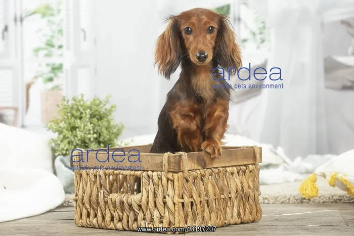 : Dachshund dog indoors sitting in basket : Dachshund dog indoors sitting in basket