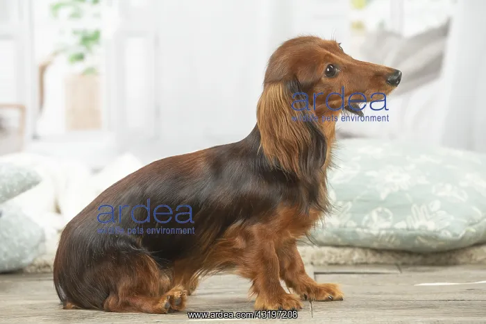 : Dachshund dog indoors, side view : Dachshund dog indoors, side view
