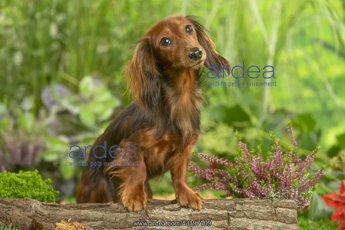 : Dachshund dog outdoors : Dachshund dog outdoors