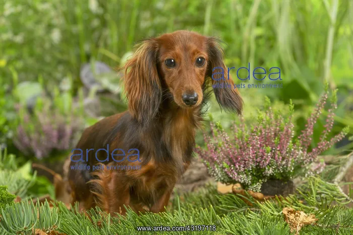  : Dachshund dog outdoors