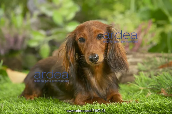 : Dachshund dog outdoors : Dachshund dog outdoors