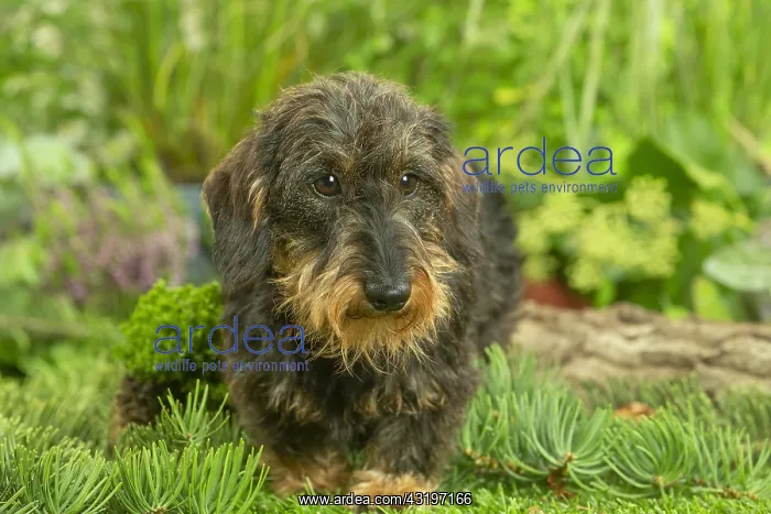 : Dachshund dog outdoors : Dachshund dog outdoors