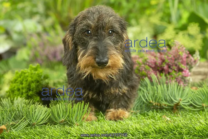 : Dachshund dog outdoors : Dachshund dog outdoors