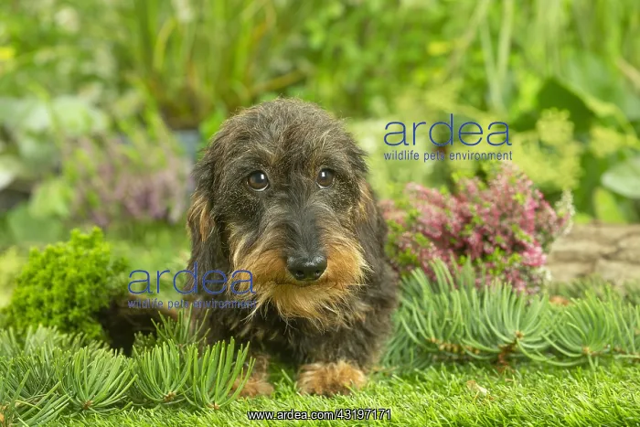  : Dachshund dog outdoors