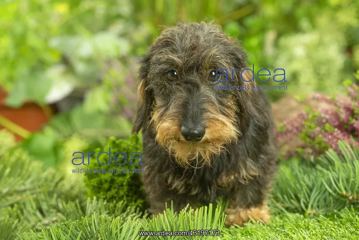 : Dachshund dog outdoors : Dachshund dog outdoors