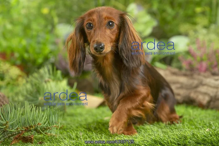 : Dachshund dog outdoors lifting paw : Dachshund dog outdoors lifting paw