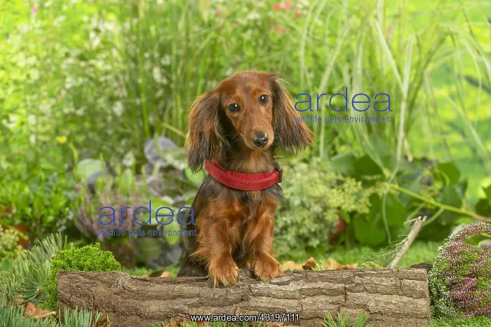 : Dachshund dog outdoors wearing red collar : Dachshund dog outdoors wearing red collar