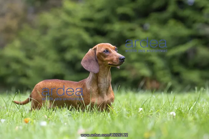 : Dachshund Dog, Teckel : Dachshund Dog, Teckel