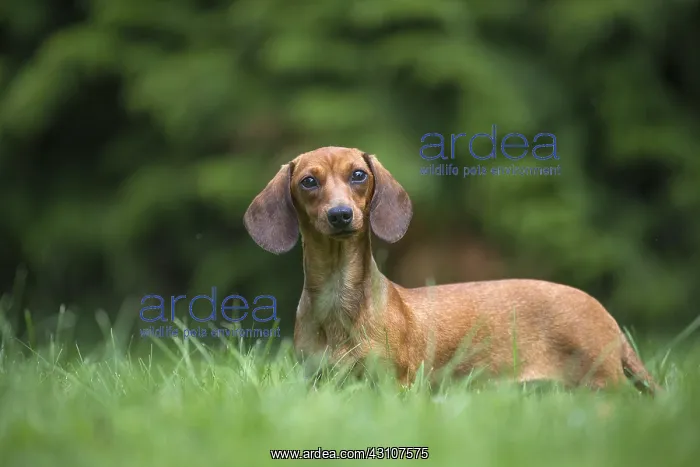 : Dachshund Dog, Teckel : Dachshund Dog, Teckel