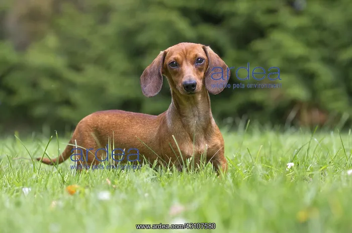 : Dachshund Dog, Teckel : Dachshund Dog, Teckel