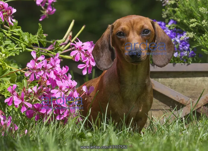 : Dachshund Dog, Teckel Dachshund Dog, Teckel : Dachshund Dog, Teckel Dachshund Dog, Teckel
