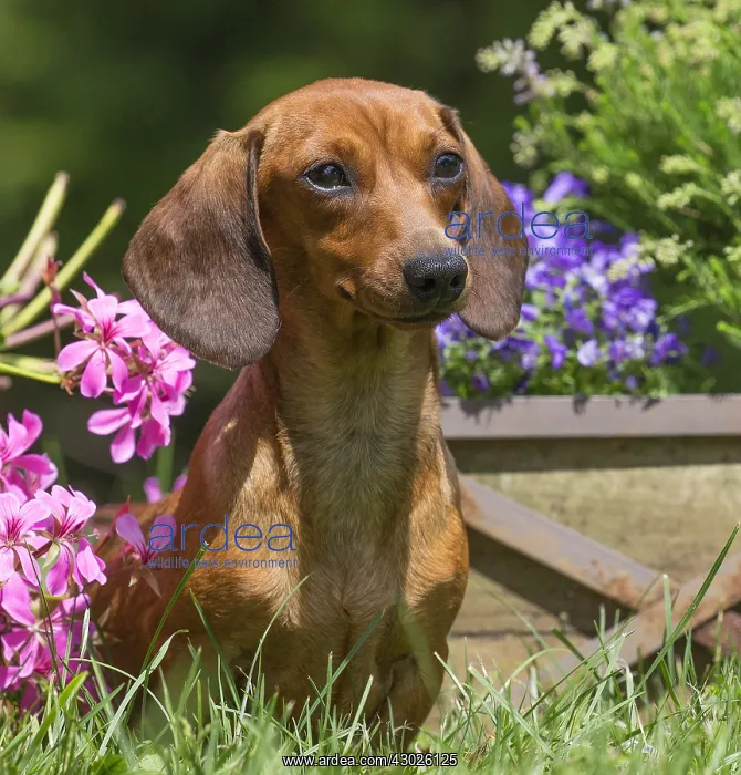 : Dachshund Dog, Teckel with flowers : Dachshund Dog, Teckel with flowers