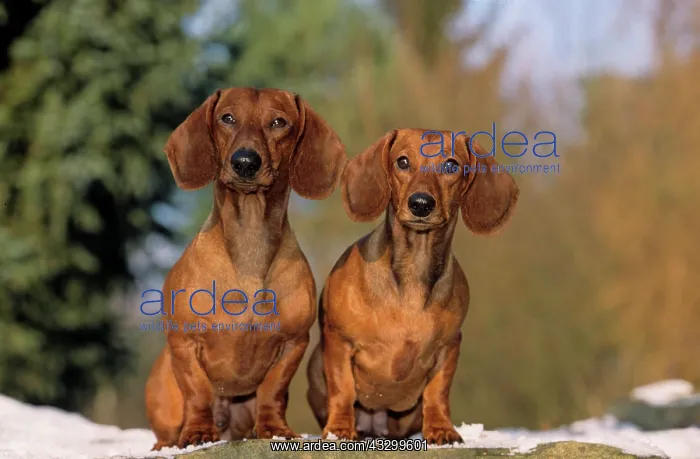 : Dachshund, pair : Dachshund, pair