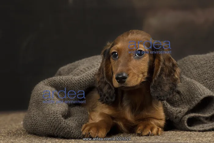  : Dachshund puppy indoors