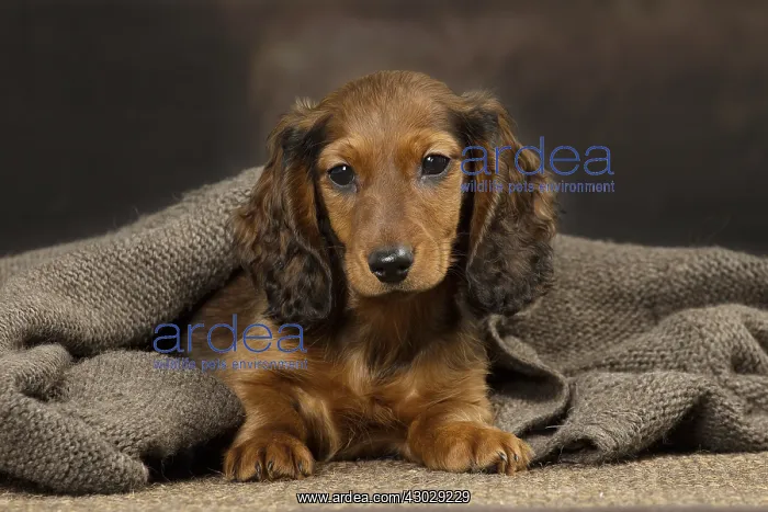  : Dachshund puppy indoors
