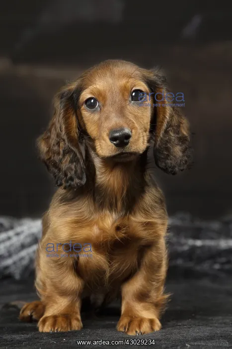  : Dachshund puppy indoors