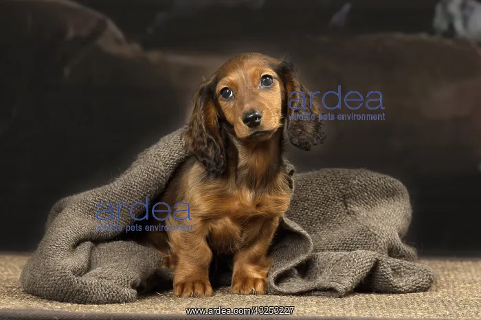  : Dachshund puppy indoors