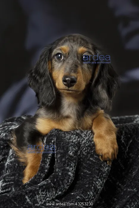  : Dachshund puppy indoors