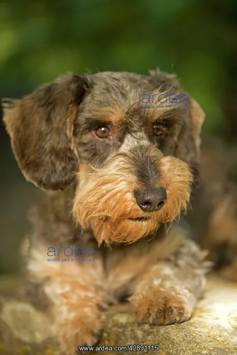 : Dachshund / Teckel : Dachshund / Teckel
