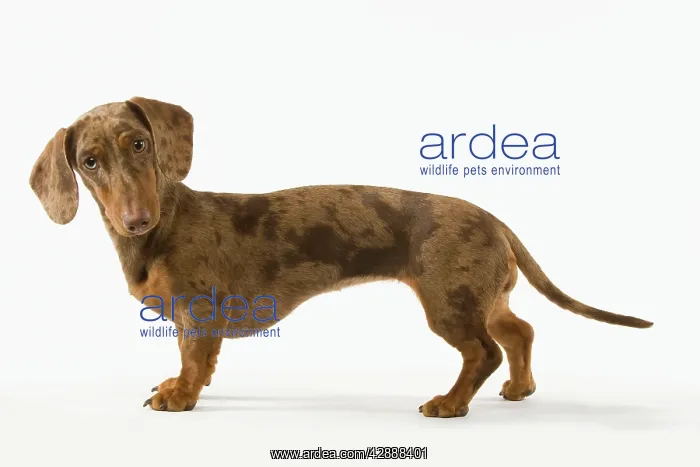 : Dachshund / Teckel - Chocolate Harlequin : Dachshund / Teckel - Chocolate Harlequin