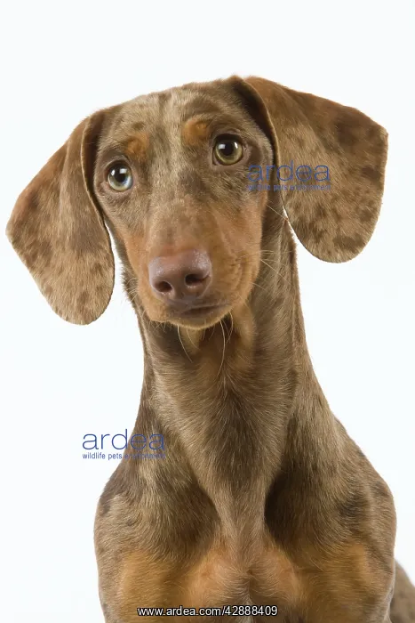 : Dachshund / Teckel - Chocolate Harlequin : Dachshund / Teckel - Chocolate Harlequin