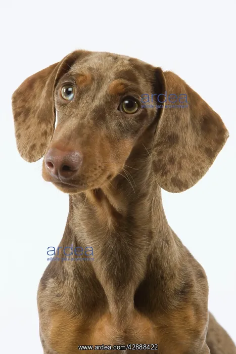 : Dachshund / Teckel - Chocolate Harlequin : Dachshund / Teckel - Chocolate Harlequin