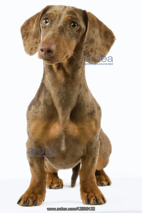 : Dachshund / Teckel - Chocolate Harlequin : Dachshund / Teckel - Chocolate Harlequin