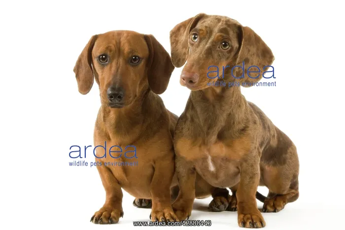 : Dachshund / Teckel - two smooth-haired - one Chocolate : Dachshund / Teckel - two smooth-haired - one Chocolate