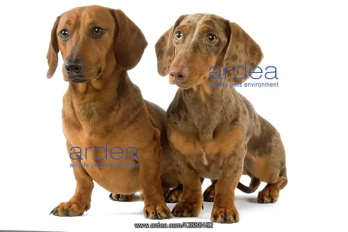 : Dachshund / Teckel - two smooth-haired - Chocolate Harlequin : Dachshund / Teckel - two smooth-haired - Chocolate Harlequin