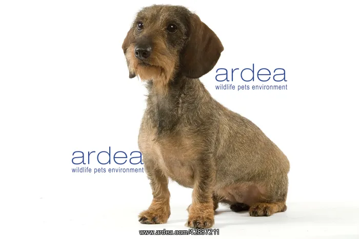 : Dachshund / Teckel - wire-haired : Dachshund / Teckel - wire-haired